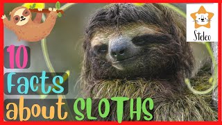 SLOTHS for Kids  10 interesting facts about SLOTHS [upl. by Nnarefinnej]