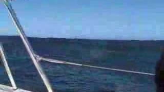 Sailing around the Farallon Islands [upl. by Neysa]