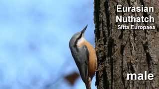 Nuthatch  Eurasian Nuthatch Bird Call and Pictures for Teaching [upl. by Atiugal109]