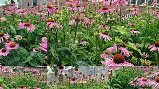 Rudbeckia Purple Red Flowers  A Vibrant Addition to Your Garden 2024 [upl. by Ajoop]