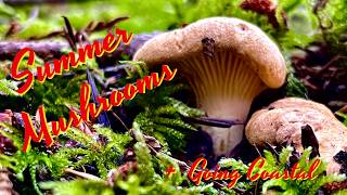 Summer Mushroom Foraging  Chanterelles Hedgehog Mushrooms amp Fiber King Boletes [upl. by Adon]