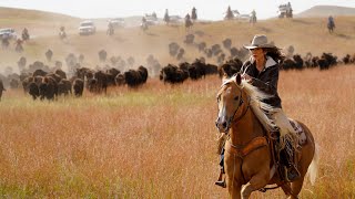 Successful South Dakota Buffalo Roundup [upl. by Nnyleak976]