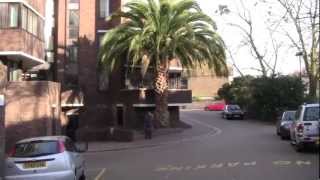 The Biggest Palm Tree in England [upl. by Eisso]