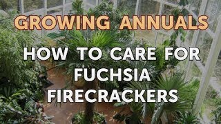 How to Care for Fuchsia Firecrackers [upl. by Manup361]