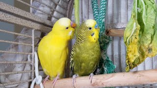 3 Hr Happy Parakeets Singing Eating Playing Budgies Chirping Reduce Stress of lonely Birds Videos [upl. by Airdnal723]