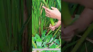 Pick wild rice stem [upl. by An]