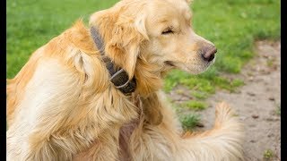 How to Get Rid of Fleas On A Dog Easy and Effective [upl. by Ahsinav]