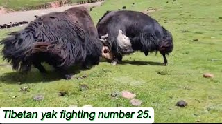 Tibetan yak fighting number 25 [upl. by Llenrod]