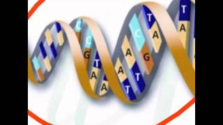 The relationship between nucleus chromosome dna genes and alleles [upl. by Yrennalf]