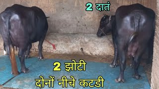 2 झोटी दोनों नीचे कटडी बिक्री के लिए उपलब्ध  2 दातं झोटी Randeep dairy farm 8059764826 [upl. by Neeruam]