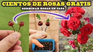 GERMINAR ROSAS tendrás CIENTOS DE ROSAS en casa es MUY FÁCIL Reproducir Rosal [upl. by Suneya581]