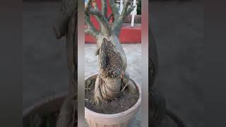 Adenium Root Rot Treatment [upl. by Culhert]