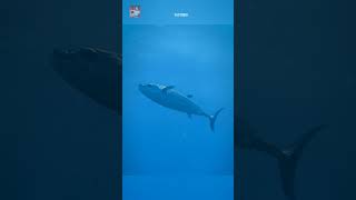 Tuna Fish Cant Stop Swimming 😱 [upl. by Koenraad]