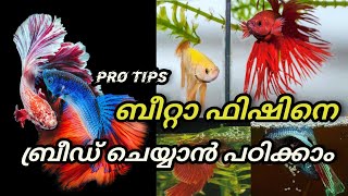 betta fish breeding malayalam  Betta Fish complete Breading Tips  Ep52 [upl. by Sipple]