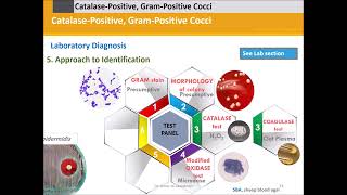 Staphylococci Catalase Positive Gram Positive Cocci [upl. by Nennahs]