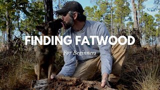 Finding Fatwood for Beginners [upl. by Yanaton]