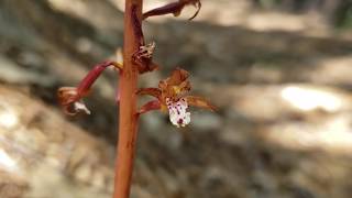 Spotted A Spotted Coralroot [upl. by Heintz]