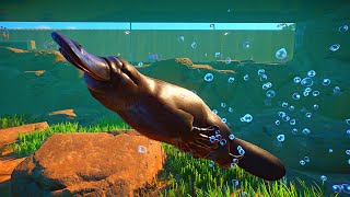 Making a HUGE Ethical Underwater Platypus Habitat [upl. by Einaffets]