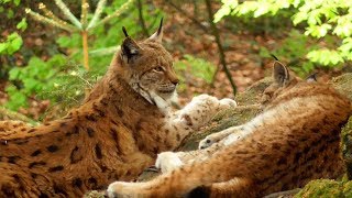 The Lynx Europes largest wildcat in the Nationalpark Bayerischer Wald [upl. by Assirek]