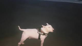 Bull terrier howling like a wolf [upl. by Knute]