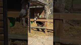 Funny Animals Fails 😂 Funny Videos 😂 2024 7 [upl. by Atnahsal]