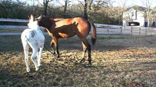 Jonathan The Donkey Horse Trainer [upl. by Ruthy]