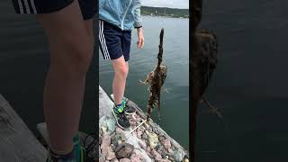 FISHING SCULPIN Spined Venomous Sea Scorpion or Bullhead Fish shorts trending fishing viralvideo [upl. by Shafer]