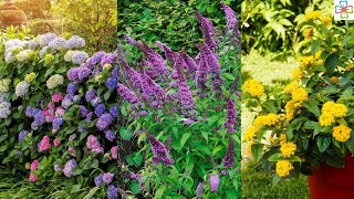 20 Shrubs that Bloom All Year  Year Round Shrubs According to Season [upl. by Snahc605]