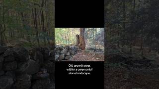 Old growth trees in a ceremonial stone landscape [upl. by Salta]