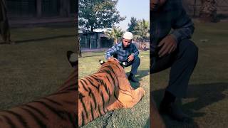 Sheikh Fariq Naik With Tiger 🐯 shorts fariqnaik tiger islam quran [upl. by Ahsinrac]