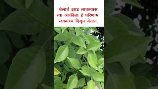 बेलाचे झाड आपल्या अंगणात असेल तर पहा कोणते लाभ होतात belpatra belpatraplant youtubeshorts [upl. by Tavia]