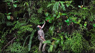 FIELD TRIP WITH PATRICK BLANC IN MOLUCCAS  INDONESIA [upl. by Nirrat]