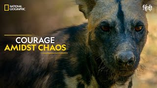 Courage Amidst Chaos  Savage Kingdom  हिन्दी  Full Episode  S4E4  National Geographic [upl. by Mcclish932]