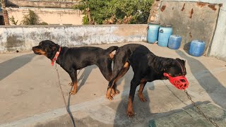 Rottweiler matting done first trying german shepherd matting tried Rottweiler [upl. by Clareta]