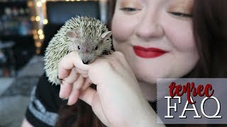 Lesser Hedgehog Tenrecs Frequently Asked Questions About Finn [upl. by Ahsirtal]