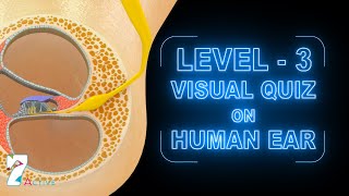 Visual Quiz on Human Ear Level  3 [upl. by Rikki]