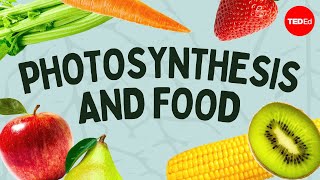 The simple story of photosynthesis and food  Amanda Ooten [upl. by Anemolihp248]