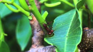 Fourmis Manioc  Guyane Française [upl. by Magda]