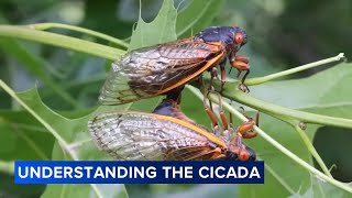 Why are cicadas so loud The Field Museum explains [upl. by Harrow]