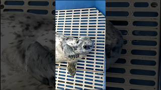 Rescued baby seal soothes teething pain [upl. by Anined]