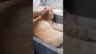 Michi pegriloso Parte 6 🐱🤣😱 funny michis parati fyp viralvideo [upl. by Jalbert503]