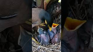 Natures Nurturer Watch a Mother Bird Care for Her Fledglings youtubeshorts trendingshorts [upl. by Kinchen]