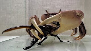 The crab that met the Hercules beetle was in high spirits [upl. by Noedig]