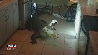 Florida woman comes facetoface with alligator in kitchen [upl. by Collie]