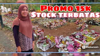 Promo Begonia stock terbatas  Begonia Ra plant6282111106381 [upl. by Min356]