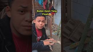 badan ayam terpisah sulap magic sihir shortvideo [upl. by Nesyrb]