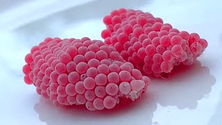 ASMR Crushed snail eggs  Apple snail Eggs ASMR 🐌08 [upl. by Marnie]