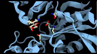 Glucokinase conformational change and binding [upl. by Oiligriv]