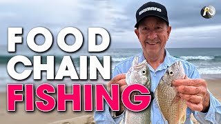 Beach Fishing the Food Chain BREAM WHITING TAILOR SALMON [upl. by Incrocci]