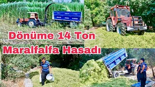 Dekara 14 Ton Maralfalfa Hasadı  Silaj Yapımının Tüm Ayrıntılarını Anlattık [upl. by Akeem]